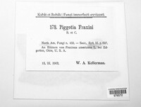 Piggotia fraxini image